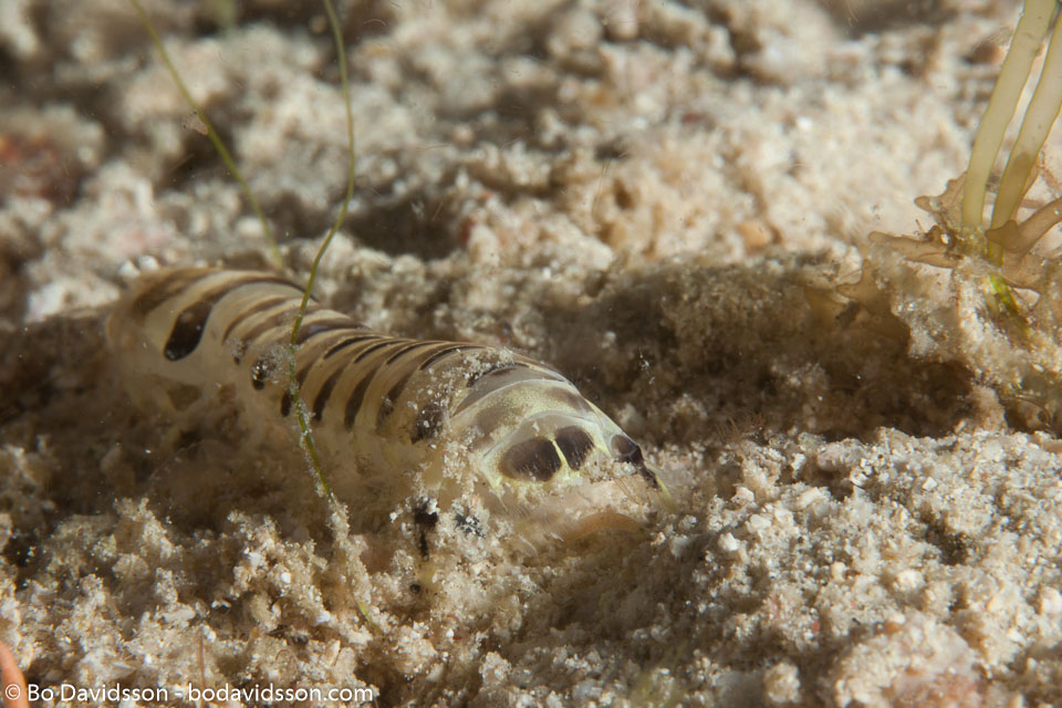 BD-141018-Komodo-5574-Lysiosquillina-maculata-(Fabricius.-1793)-[Spearer-mantis-shrimp].jpg